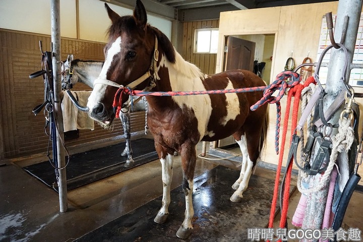 新竹縣.新埔-大日馬術文創園區.冬夏令營.英式馬場馬術體驗.馬術運動.地址|電話|營業時間