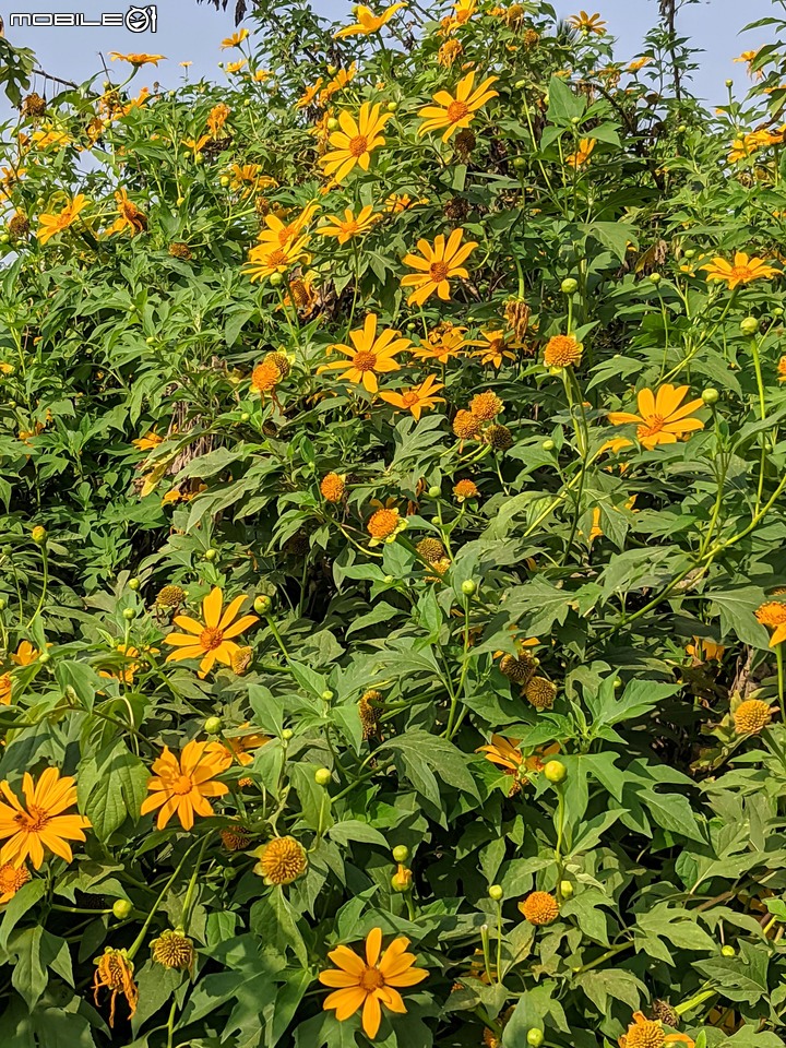 王爺葵 台南市永康區忠孝路 11/28