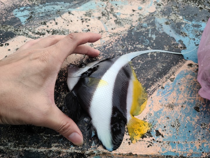 教你如何釣熱帶魚回家養.-黑白關刀蝶魚