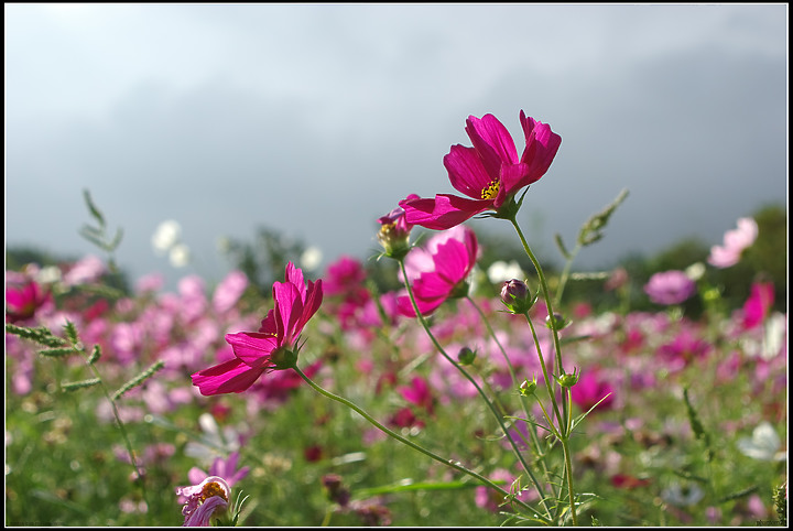 關渡花海-20201122