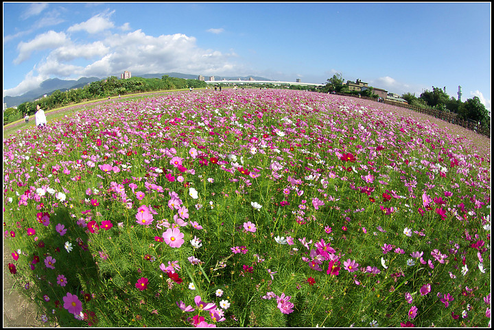 關渡花海-20201122