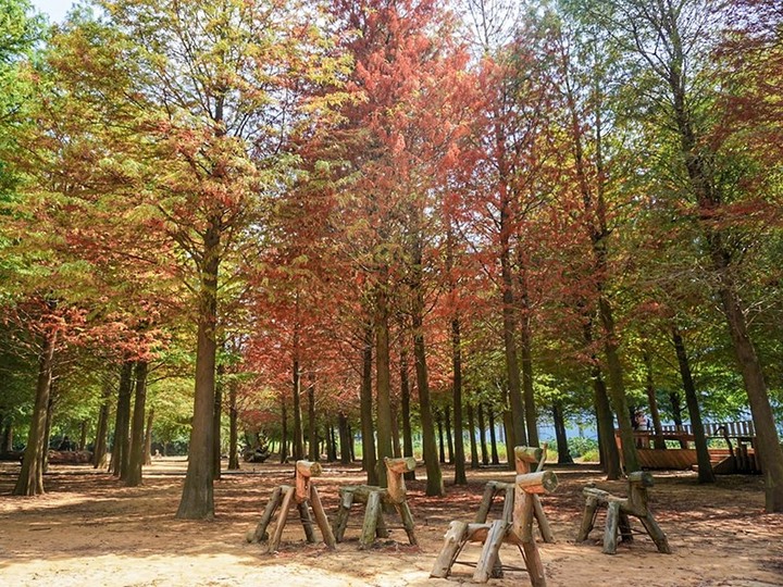 全台落羽松特搜！精選六大浪漫「三色肉鬆」秘境