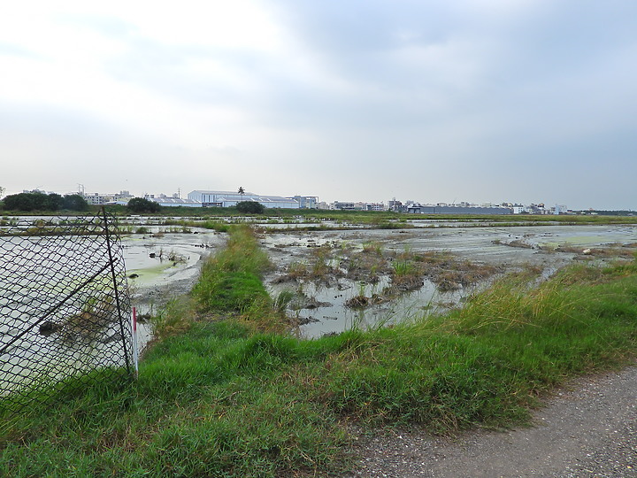 Nikon P1000：太幸運了，記錄到黑面琵鷺與白琵鷺互相以長喙磨蹭對方的親密行為。