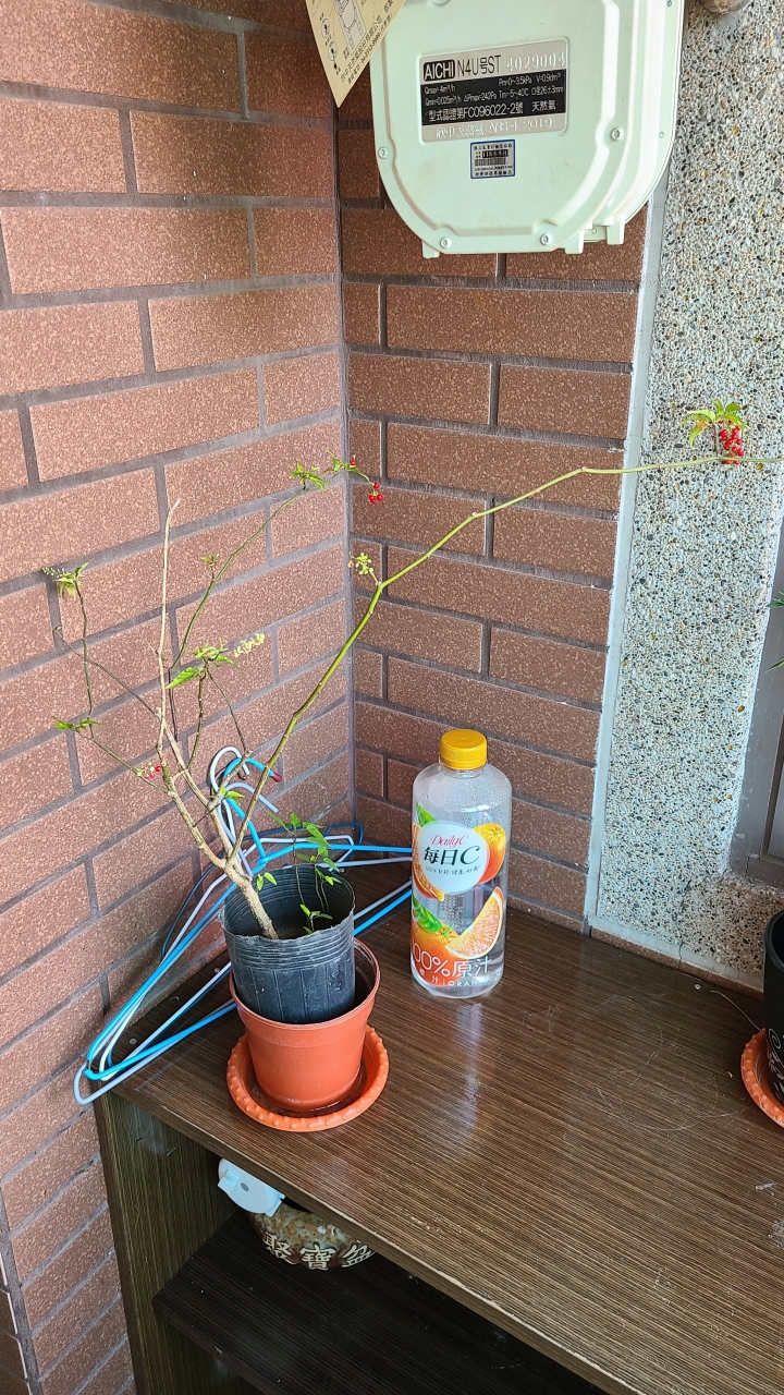 請問植物名稱與栽培方式