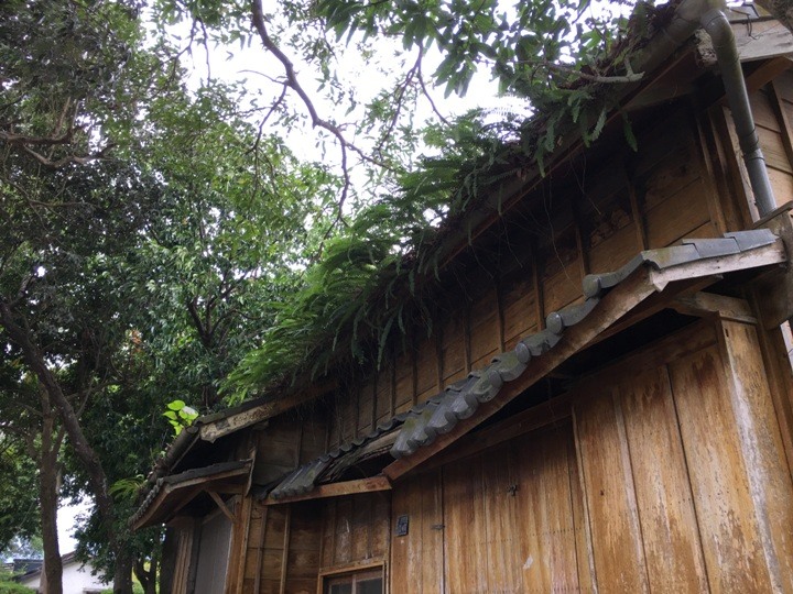 搭末班車「藍皮普快」騎遊台東鹿野