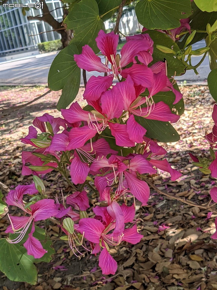 黑板樹+豔紫荊 台南市安平區城平路 11/29