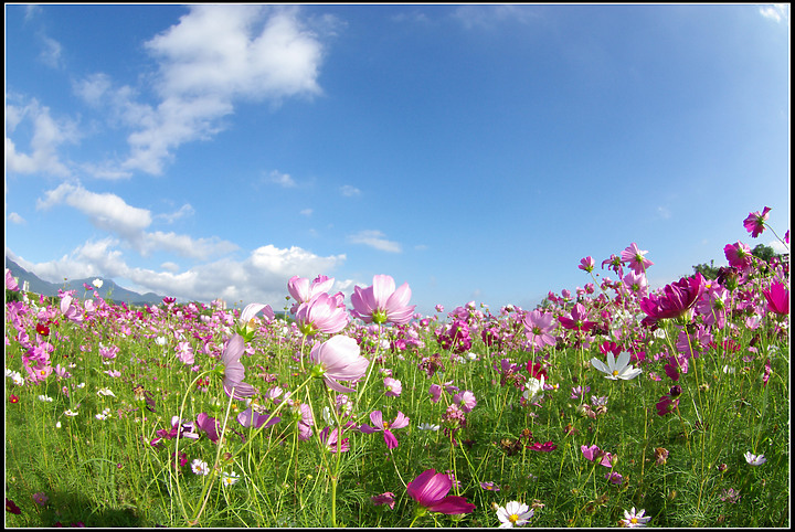 關渡花海-20201122