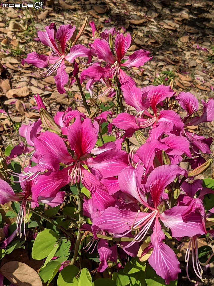 黑板樹+豔紫荊 台南市安平區城平路 11/29