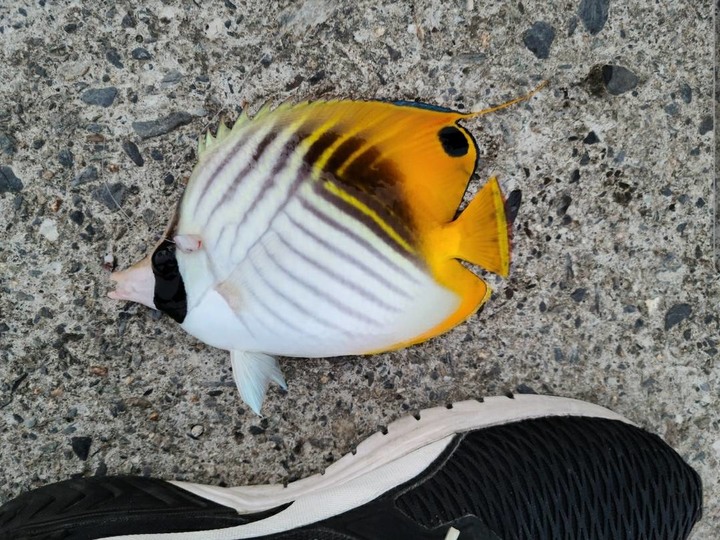 教你如何釣熱帶魚回家養.-黑白關刀蝶魚