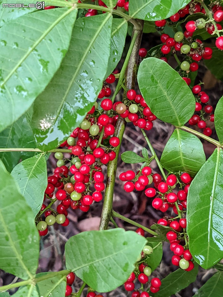 雀榕+黑板樹 台南市永康區永康公園 11/14