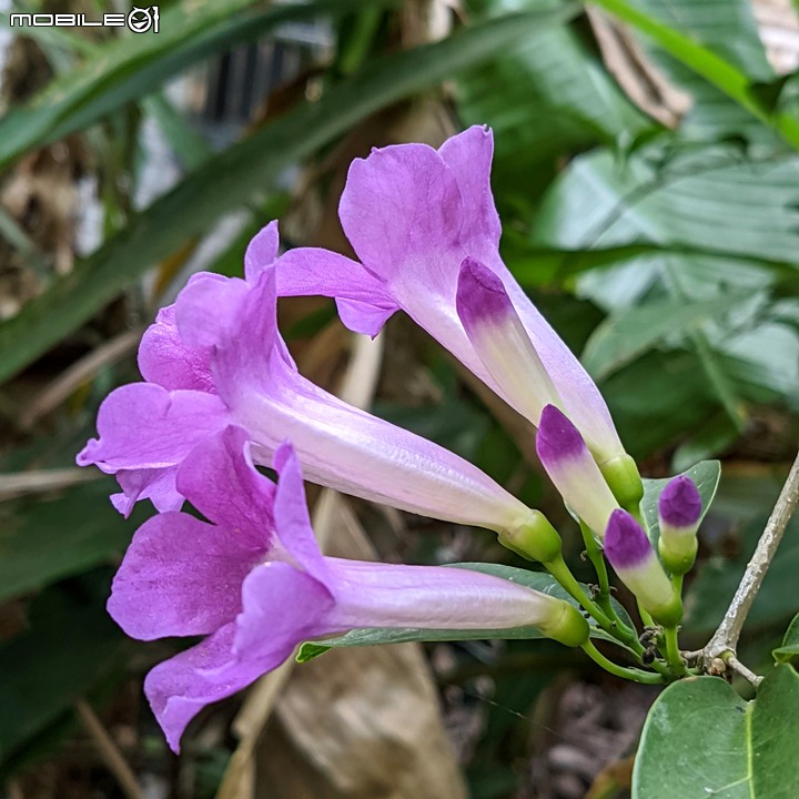 花海 台南市後壁區頂長里粨面宋江公園 11/21