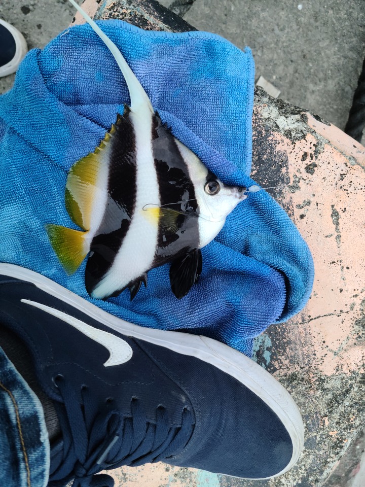 教你如何釣熱帶魚回家養.-黑白關刀蝶魚
