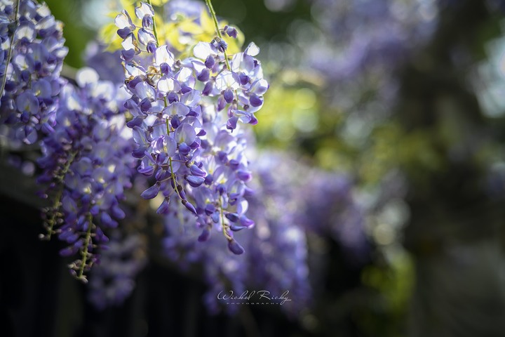 全幅初體驗,我的NIKON Z7周歲回顧