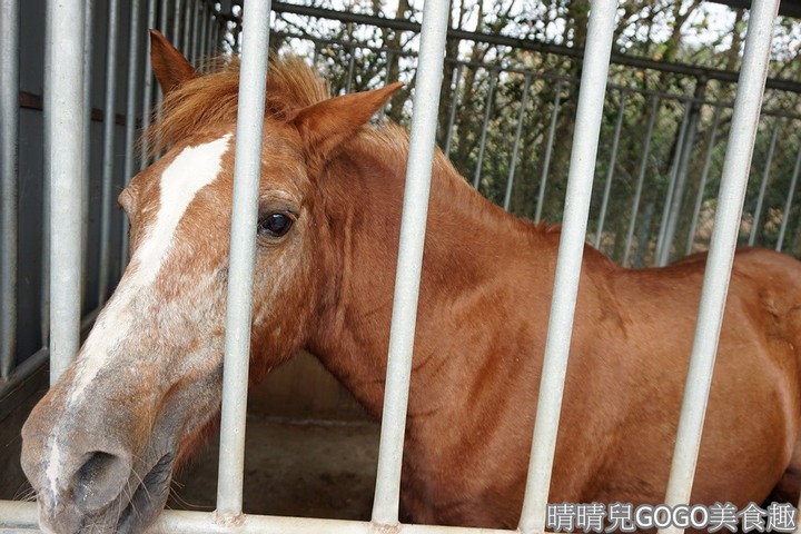 新竹縣.新埔-大日馬術文創園區.冬夏令營.英式馬場馬術體驗.馬術運動.地址|電話|營業時間