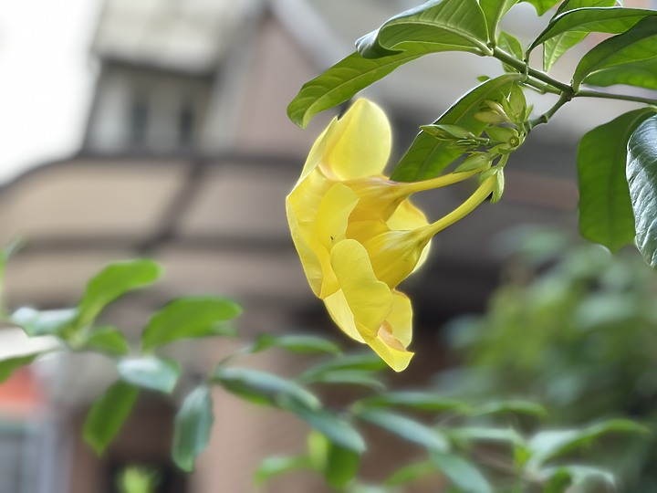 幾張Iphone 12 pro max 和 note 20 ultra 的拍攝比較