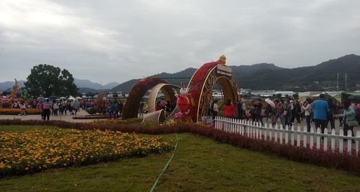 愈來愈差的新社花海!