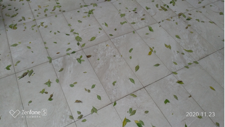 光臘樹大量落綠葉，可否勞請專家大大撥冗看看呢？