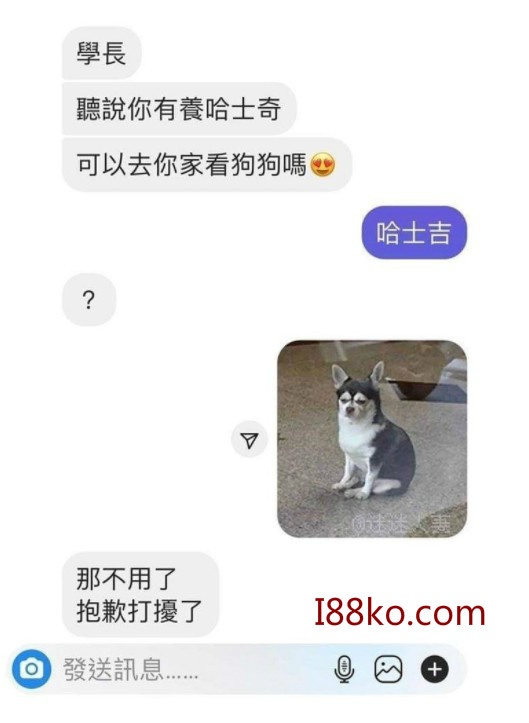 吉娃娃梗圖最近超級夯~最新吉娃娃圖!!