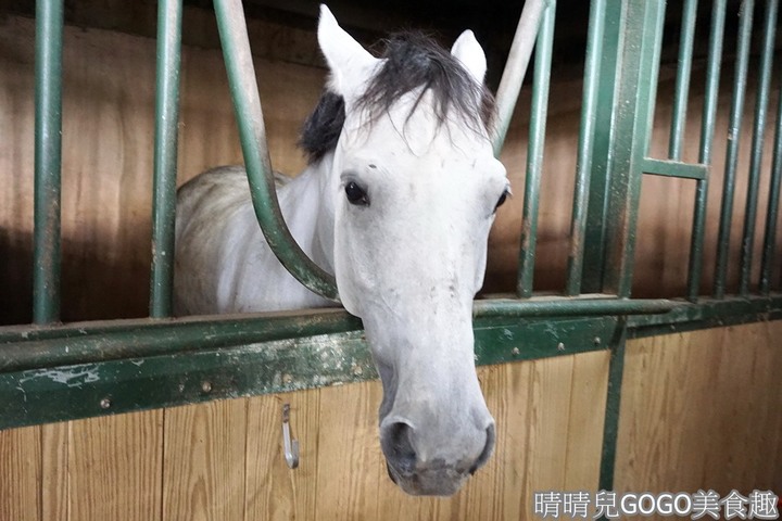 新竹縣.新埔-大日馬術文創園區.冬夏令營.英式馬場馬術體驗.馬術運動.地址|電話|營業時間