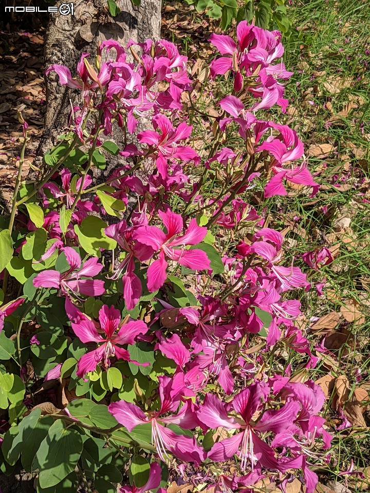 黑板樹+豔紫荊 台南市安平區城平路 11/29