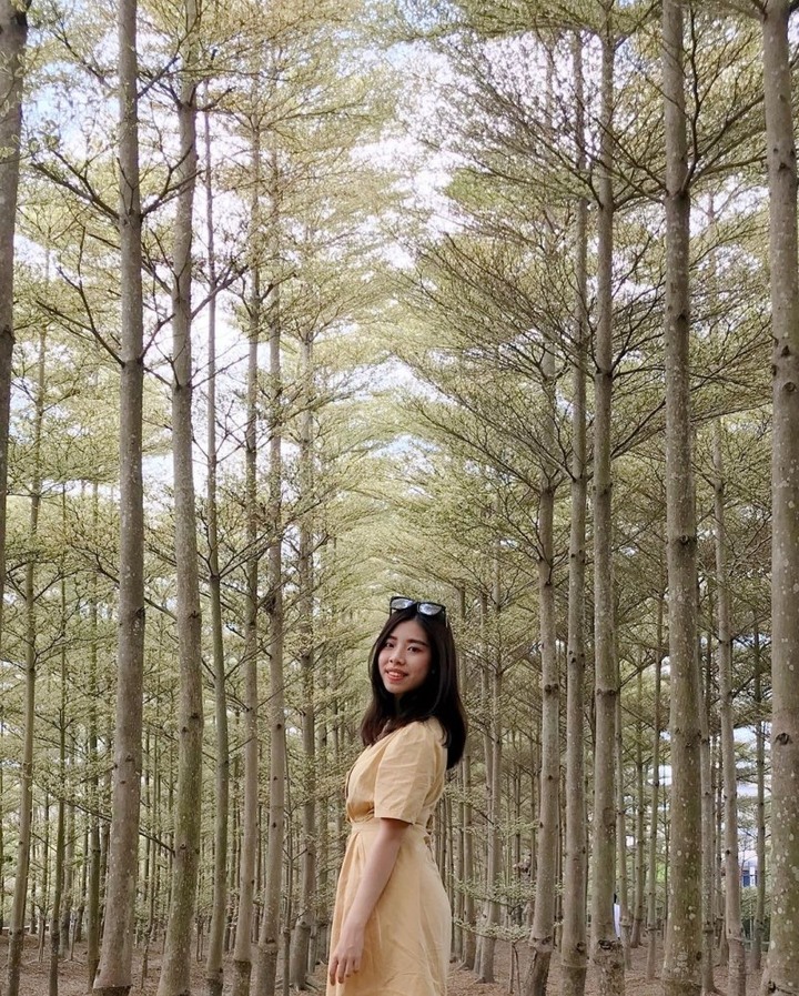 彰化田尾必拍絕美「偽雪景」小葉欖仁森林