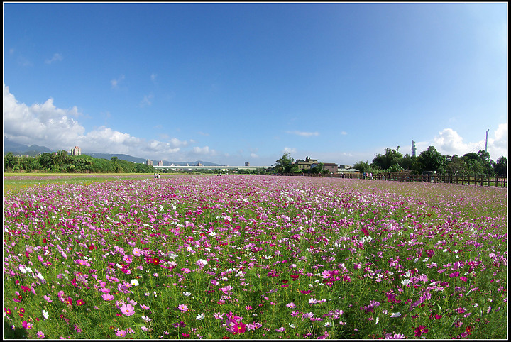 關渡花海-20201122