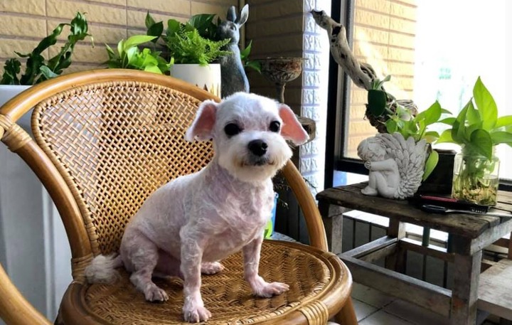 我的療癒小陽台