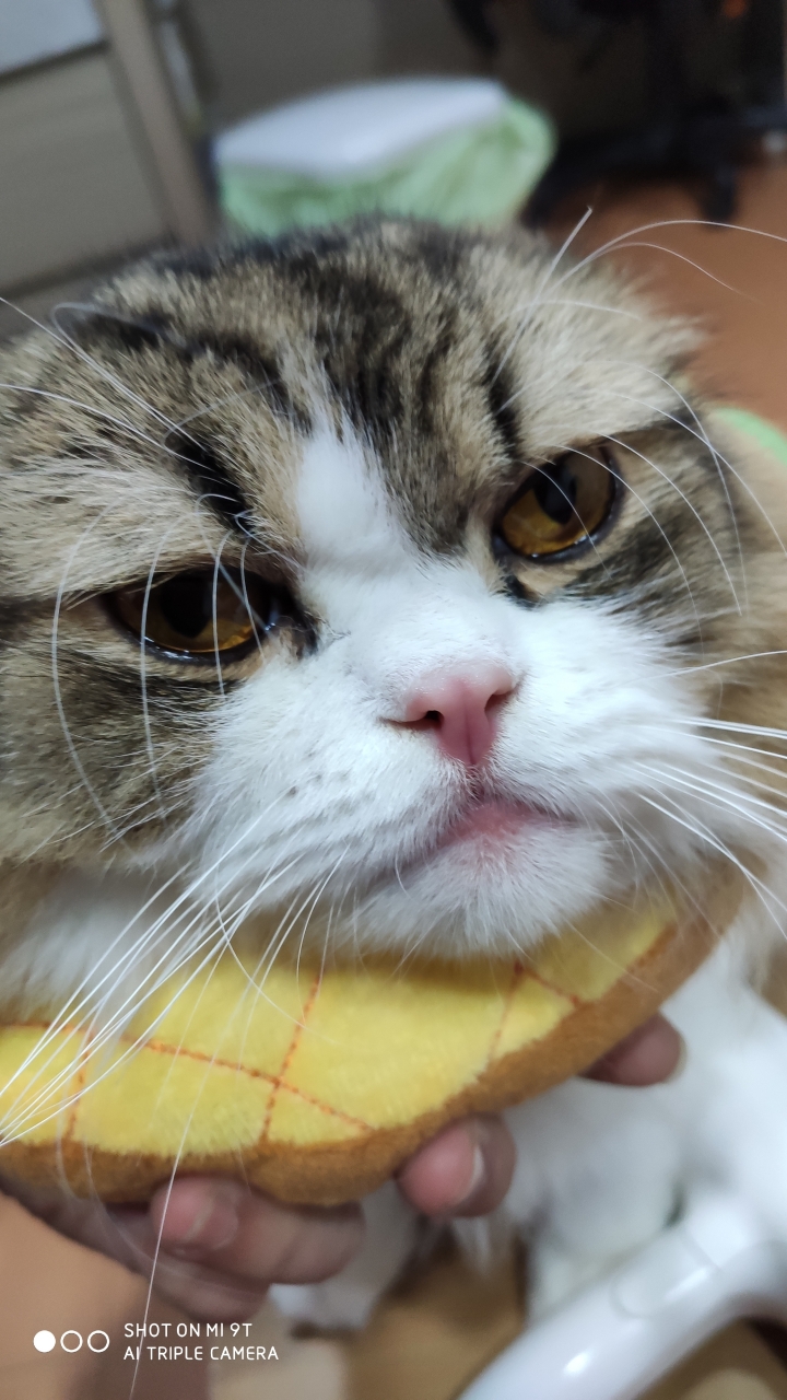 貓 吃新飼料4小時後起過敏反應，臉跟鼻子腫起來