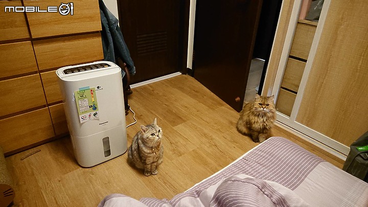 【開箱】高雄 2人2貓2房2廳2衛 北歐溫馨小窩