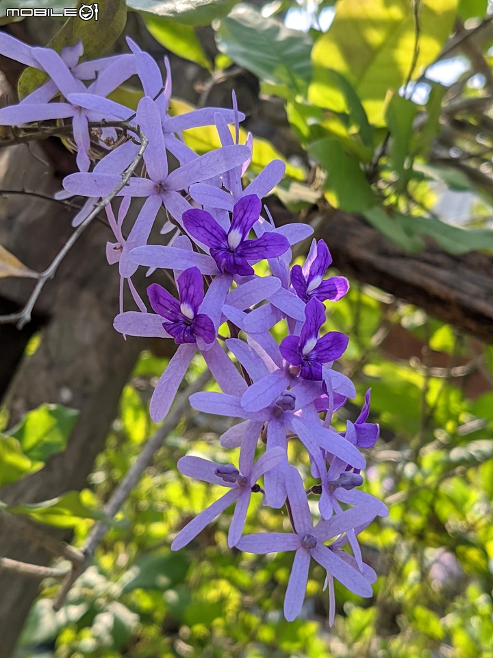 花海 台南市後壁區頂長里粨面宋江公園 11/21