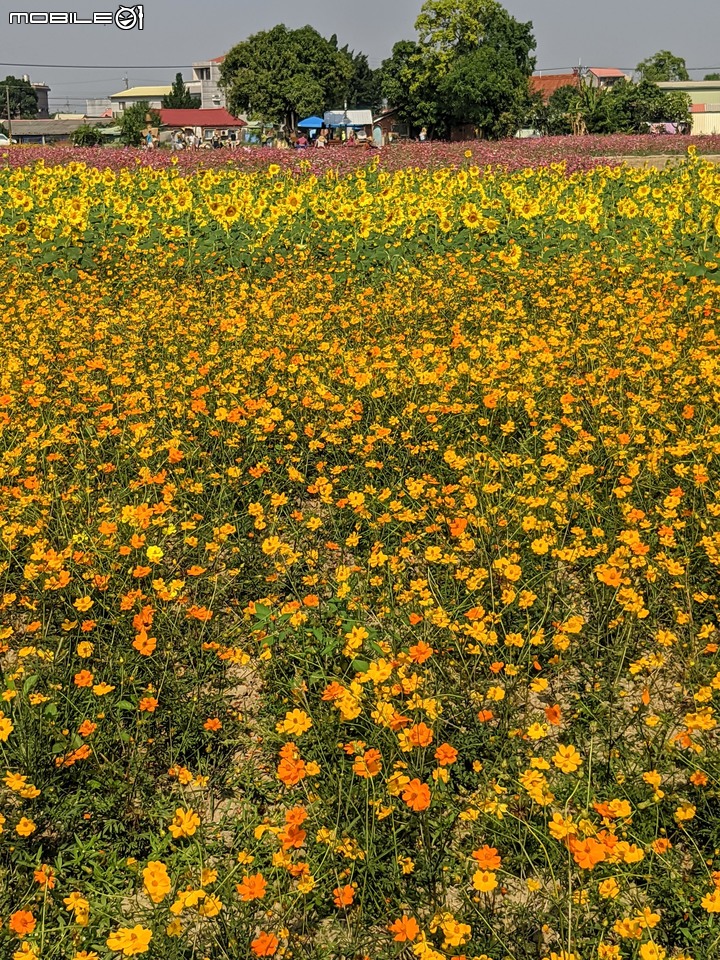 花海 台南市後壁區頂長里粨面宋江公園 11/21