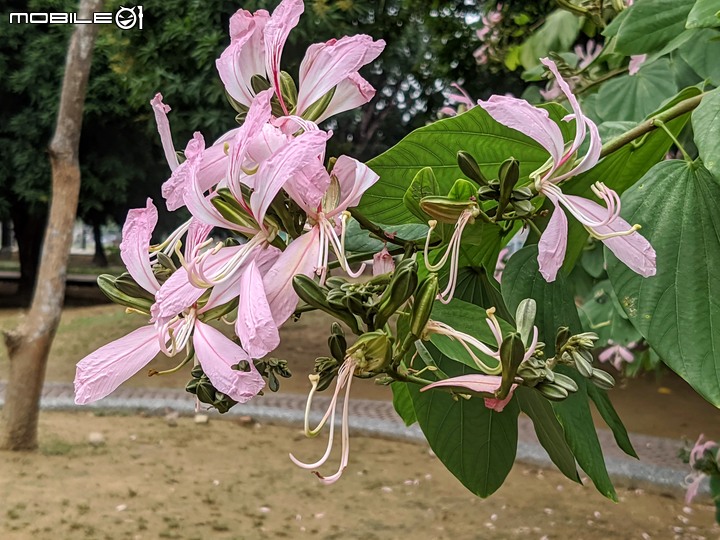 雀榕+黑板樹 台南市永康區永康公園 11/14