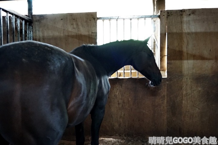 新竹縣.新埔-大日馬術文創園區.冬夏令營.英式馬場馬術體驗.馬術運動.地址|電話|營業時間