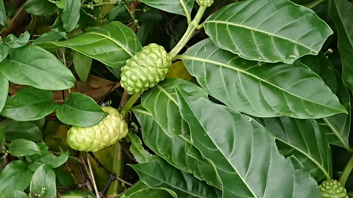 請教植物名稱