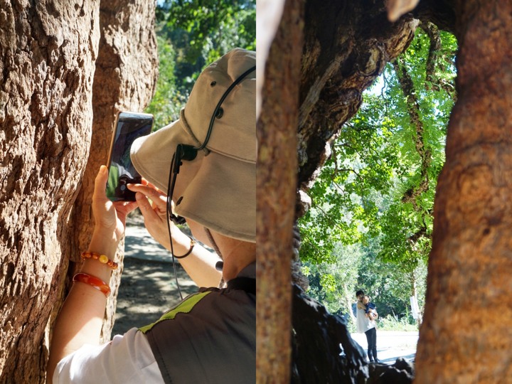 ★南投國姓★【糯米橋客家庄農遊微旅行】茄苳神木/阿坤香茅工坊絲瓜皂DIY/梅庄休閒渡假中心泡腳/糯米橋咖啡工坊DIY。