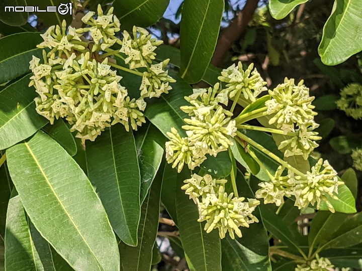 黑板樹+豔紫荊 台南市安平區城平路 11/29