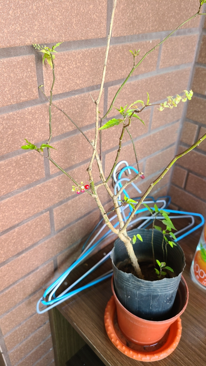 請問植物名稱與栽培方式