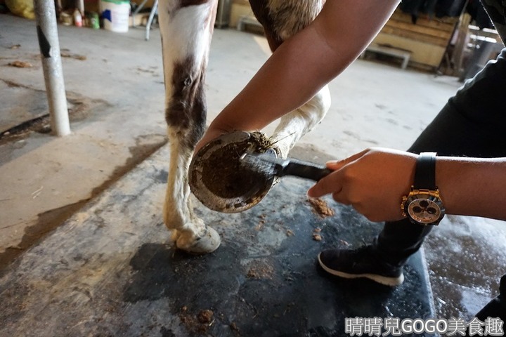 新竹縣.新埔-大日馬術文創園區.冬夏令營.英式馬場馬術體驗.馬術運動.地址|電話|營業時間