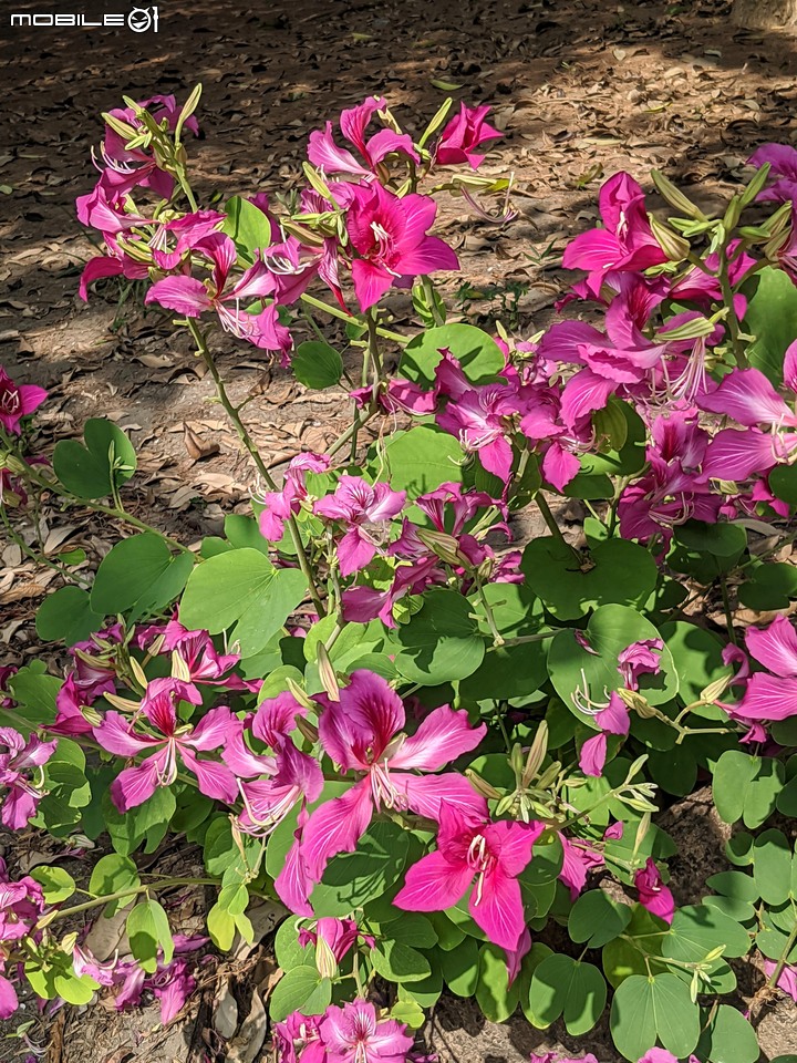 艷紫荊 台南市安平區林默娘公園 11/22