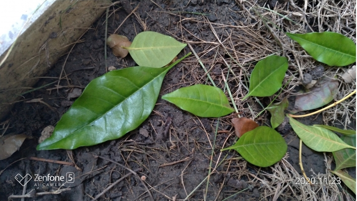 光臘樹大量落綠葉，可否勞請專家大大撥冗看看呢？