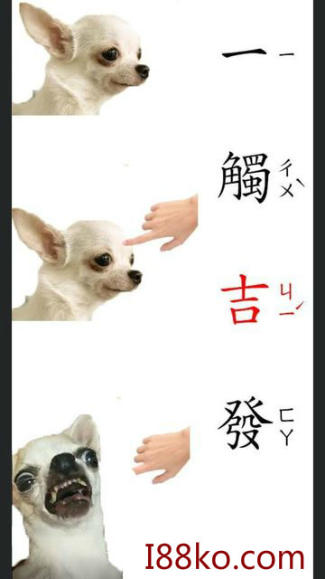 吉娃娃梗圖最近超級夯~最新吉娃娃圖!!
