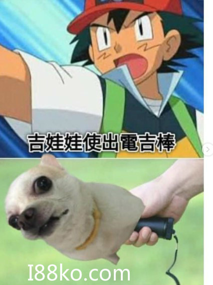 吉娃娃梗圖最近超級夯~最新吉娃娃圖!!