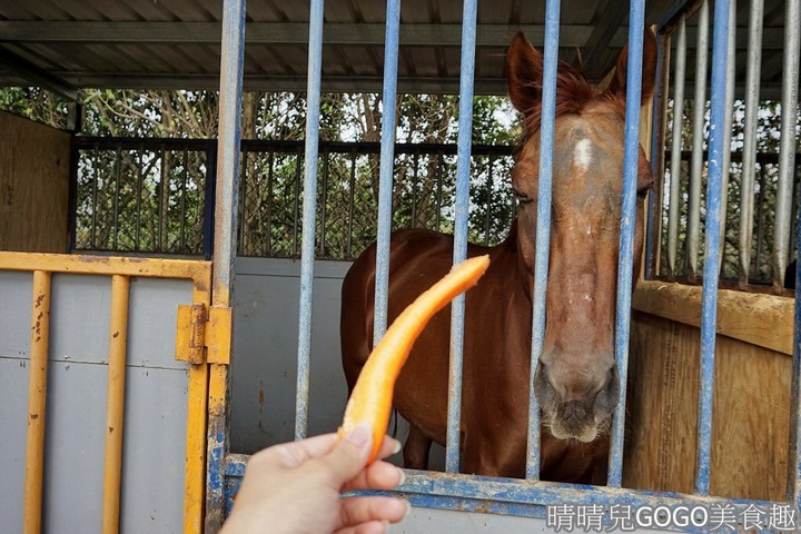 新竹縣.新埔-大日馬術文創園區.冬夏令營.英式馬場馬術體驗.馬術運動.地址|電話|營業時間