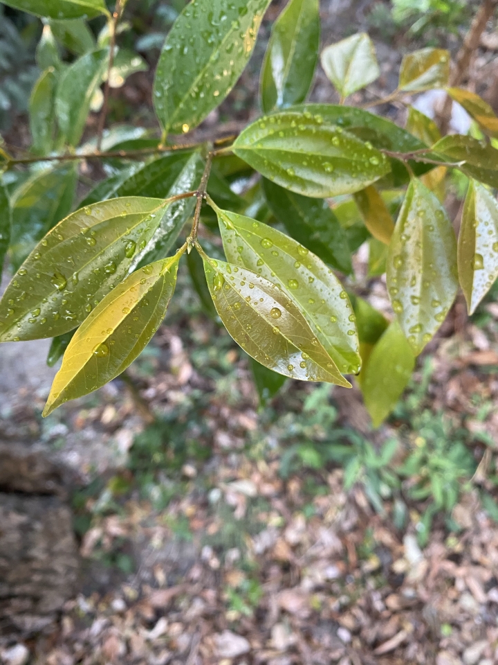 請問專業的大大們此為甚麼樹種