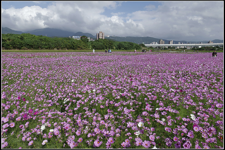 2020關渡花海