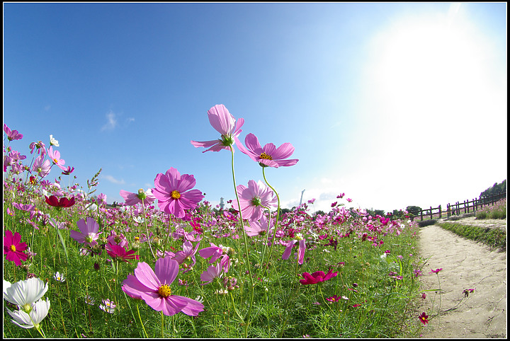 關渡花海-20201122