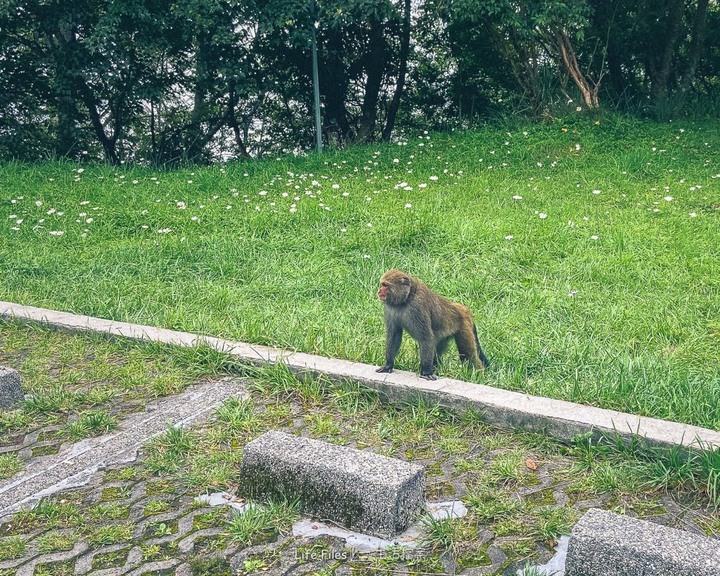 遊記|塔塔加 ‧玉山登山口 DAY 1 (超隨性旅程分享)