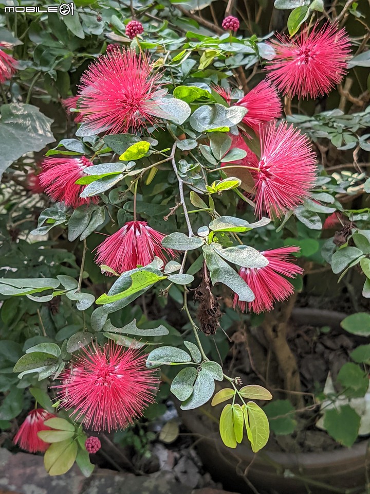 花海 台南市後壁區頂長里粨面宋江公園 11/21