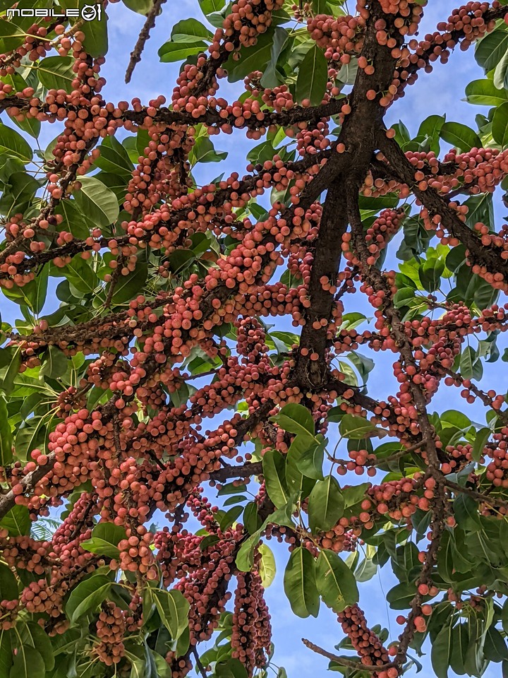 雀榕+豔紫荊 台南市安平區林默娘公園 11/29