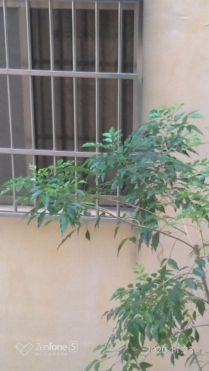 光臘樹大量落綠葉，可否勞請專家大大撥冗看看呢？